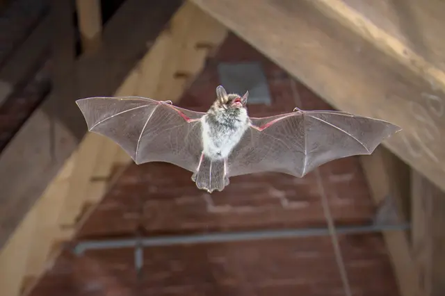コウモリの駆除